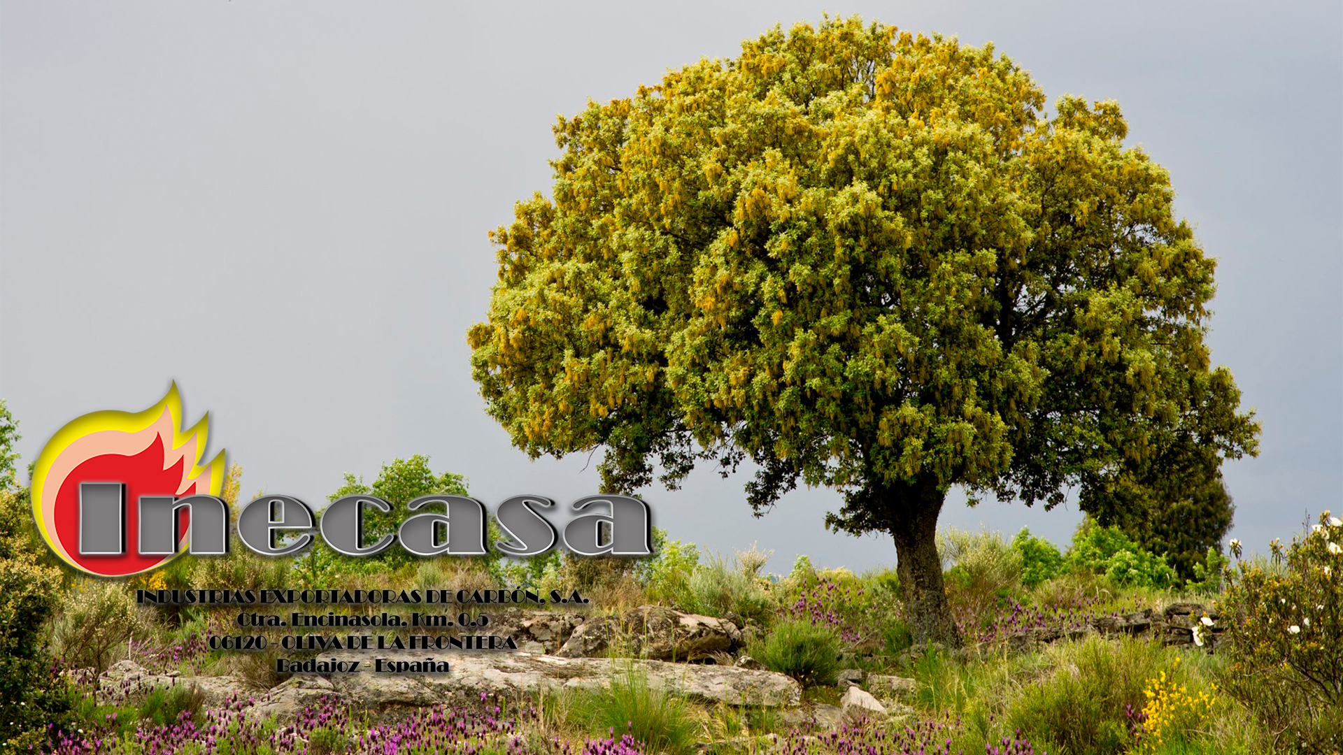 Inecasa Imagen de Cabecera número 4